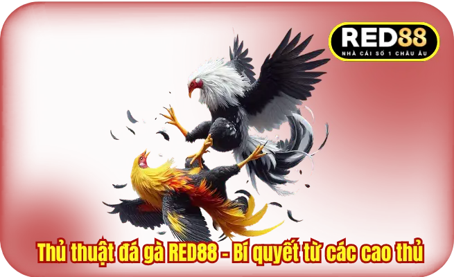 Thủ thuật đá gà RED88 - Bí quyết từ các cao thủ 