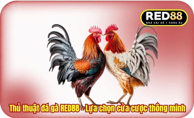 Thủ thuật đá gà RED8 - Lựa chọn cửa cược thông minh
