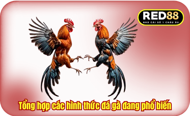 Tổng hợp các hình thức đá gà đang phổ biến